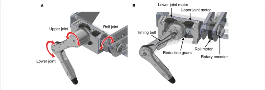 Leg design of the quadruped robot A Degree of freedom for the legs B Detailed