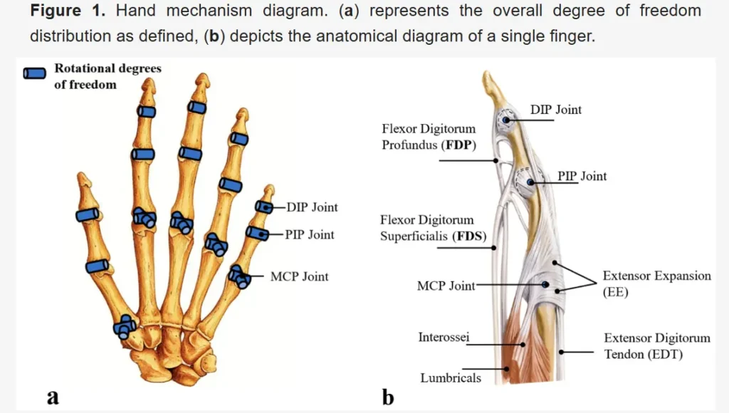 drive architecture of multi‑finger moints in dexterous handsf=igure 1