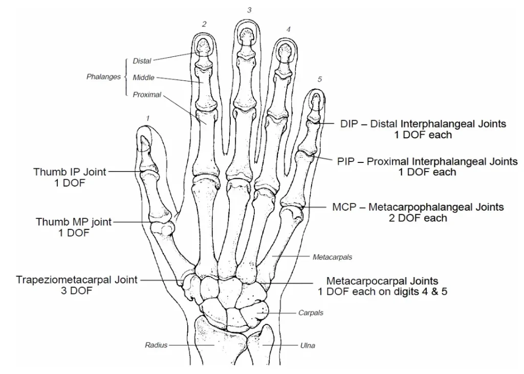 human hand