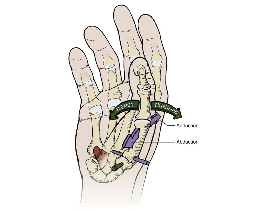 human hand thumb function